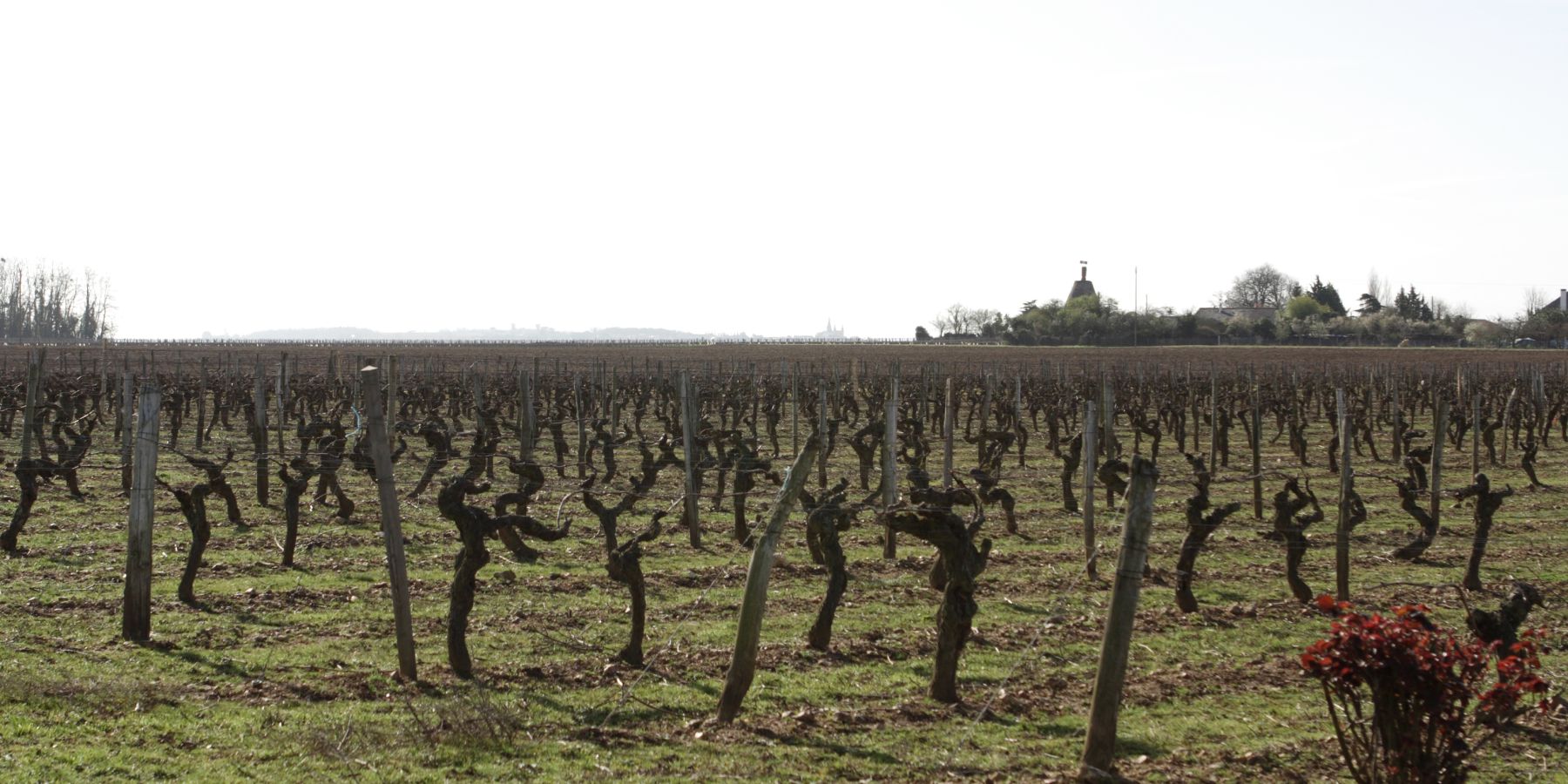 PHOTO HIVERNALE DE LA VIGNE